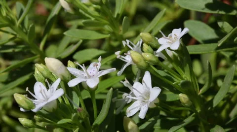 Myoporum parvifolium Stock Footage 63370860