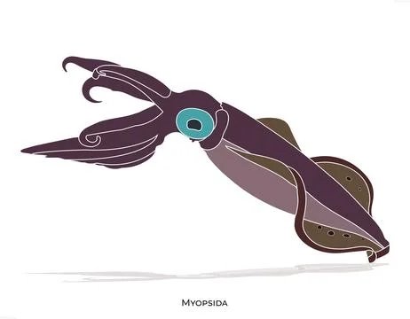 MYOPSIDA Squid Illustration Vector Design Aquatic Animal Flat Style Artwork. Ilustración de archivo