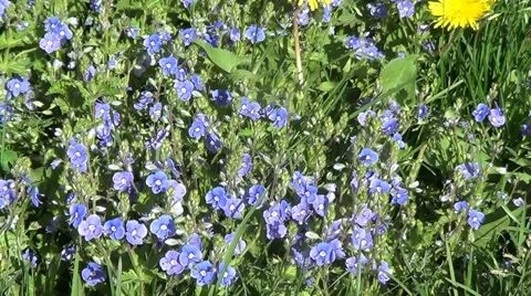 Myosotis (forget-me-not) Stock Footage 59887970