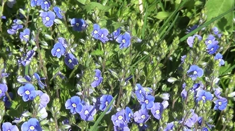 Myosotis (forget-me-not) Stock Footage 59890214