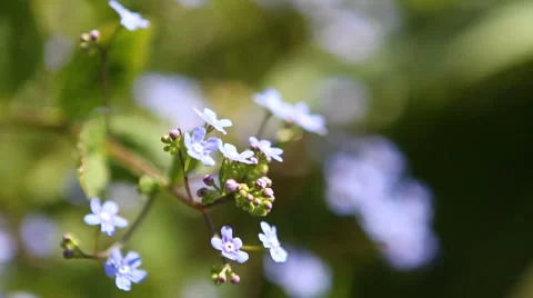 Myosotis in light breeze Video stock 4011891