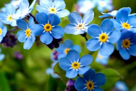 Myosotis sylvatica blue leaflets blurred macro lens closeup close up Stock Photos