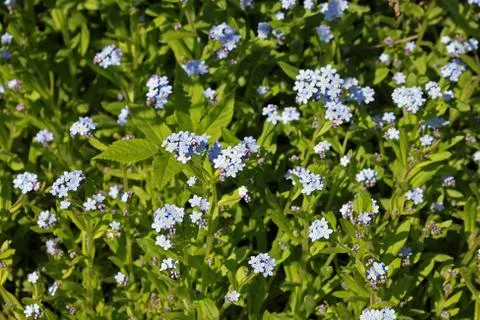 Myosotis sylvatica flowers Stock Photos