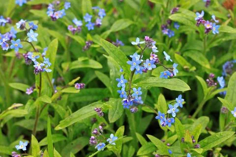 Myosotis sylvatica flowers Stock Photos
