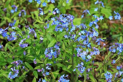 Myosotis sylvatica flowers Stock Photos