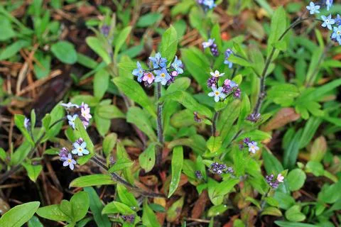 Myosotis sylvatica Stock Photos