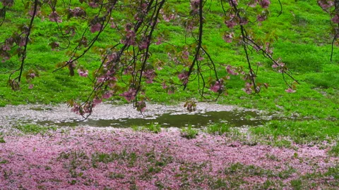Myriad of fallen Cherry petals are dropped on the puddle at Central Park. 動画素材 139022198