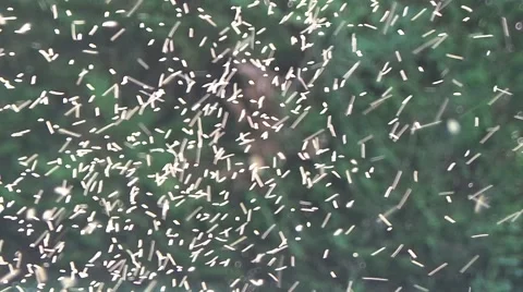 Myriad of mosquito 库存影片 50765100