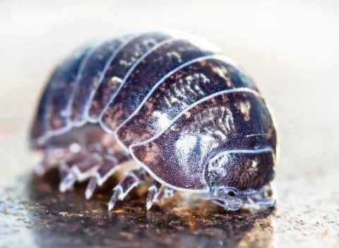 Myriapod Stock Photos