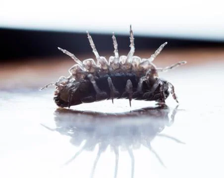 Myriapod Stock Photos
