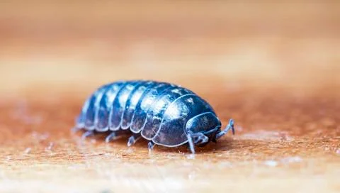 Myriapod Foto stock