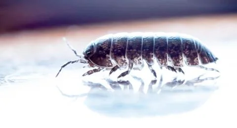 Myriapod Stock Photos