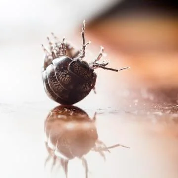Myriapod Stock Photos
