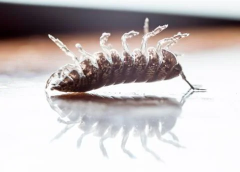 Myriapod Stock Photos