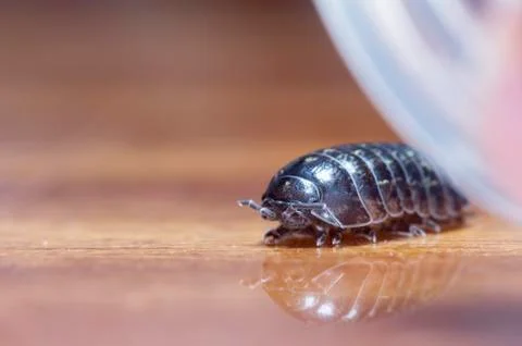 Myriapod Stock Photos