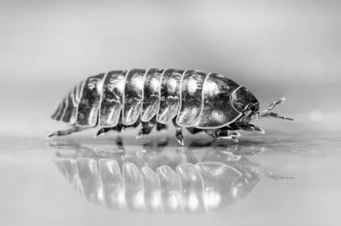 Myriapod Stock Photos