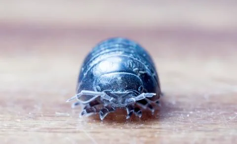 Myriapod Stock Photos