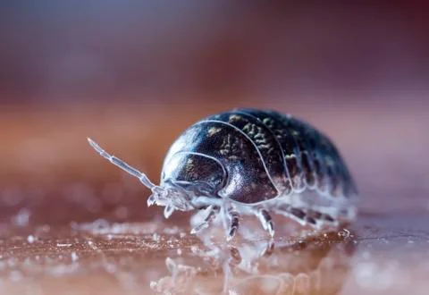Myriapod Stock Photos