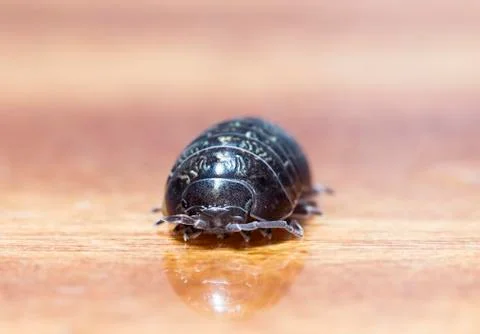 Myriapod Stock Photos