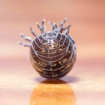 Myriapod Stock Photos
