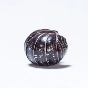 Myriapod Stock Photos