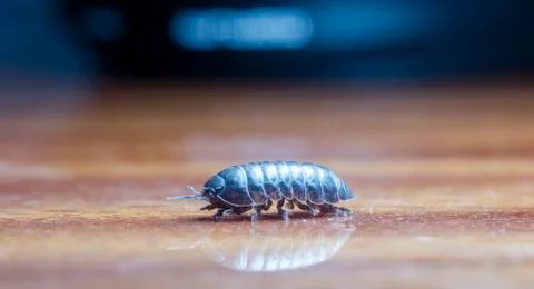 Myriapod Stock Photos