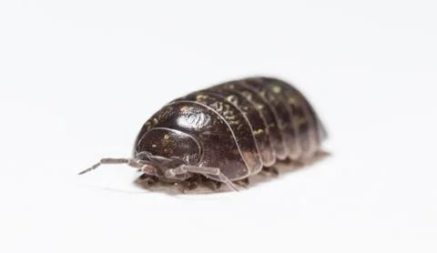 Myriapod Stock Photos