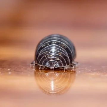 Myriapod Stock Photos