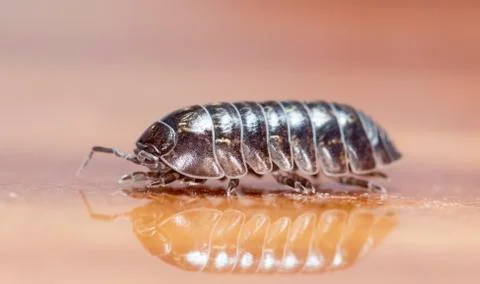 Myriapod Stock Photos