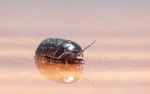 Myriapod Stock Photos