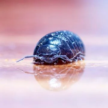 Myriapod Stock Photos