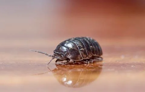 Myriapod Stock Photos