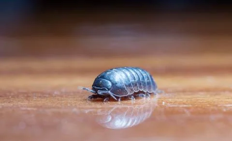 Myriapod Stock Photos
