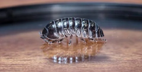 Myriapod Stock Photos