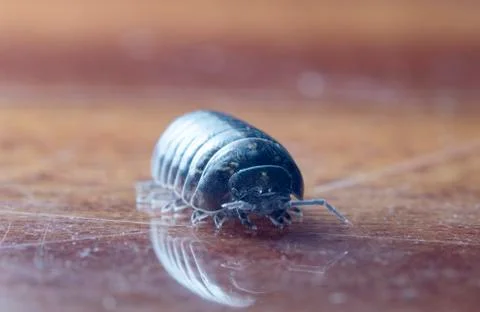 Myriapod Stock Photos
