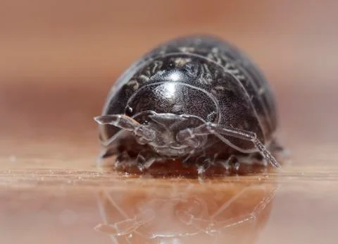 Myriapod Stock Photos