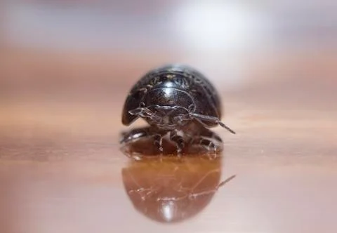 Myriapod Stock Photos