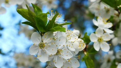 Myrobalan plum blossoming Stock-Footage 88308953