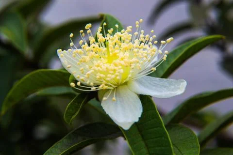 Myrtaceae Stock Photos
