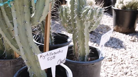 Myrtillocactus with price tag Stock Footage 111351128