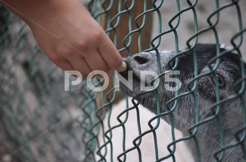Myrtle Beach - Hand Feeding A Goat 2