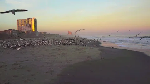 Myrtle Beach ocean sunset with flock of many seagulls flying by water Stock Footage 161830008