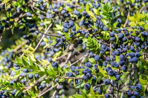 Myrtle berries background Stock Photos