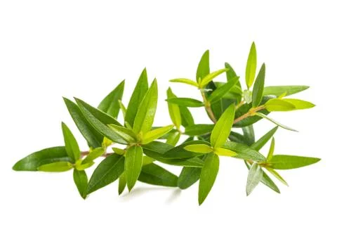 Myrtle  branch Foto stock
