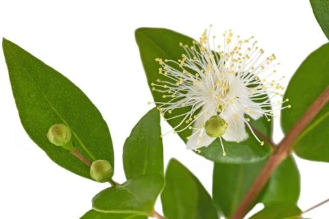 Myrtle  flower Stock Photos