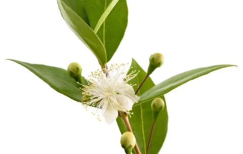 Myrtle  flower Stock Photos