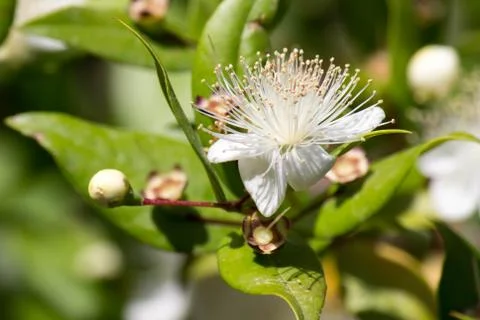 Myrtle flowers Stock Photos
