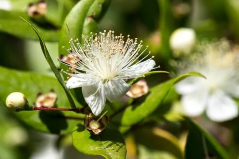 Myrtle flowers Stock Photos