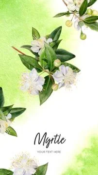 Myrtle flowers vertical template composition watercolor hand drawn illustration Stock Illustration
