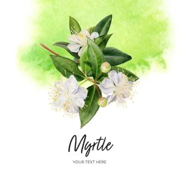 Myrtle flowers vertical template composition watercolor hand drawn illustration Stock Illustration